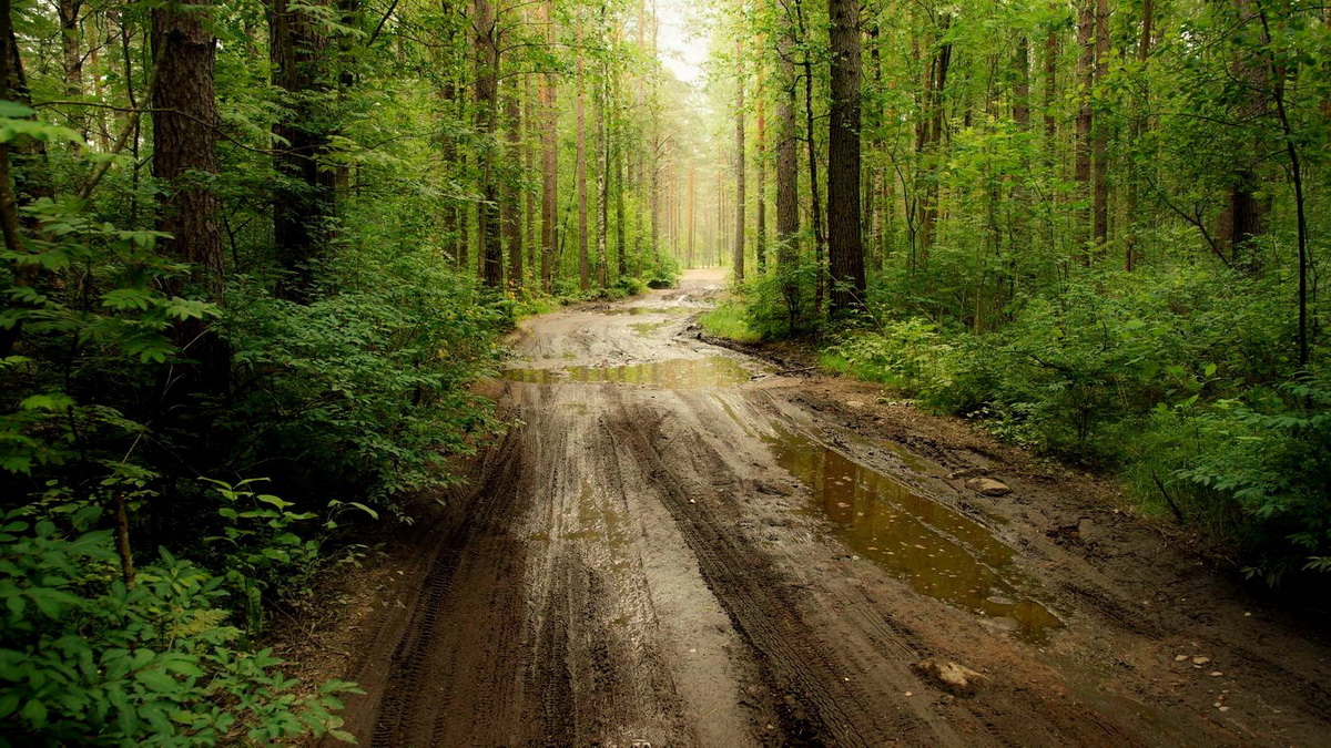 Дорога по лесу фото